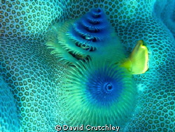 A beautiful Christmas Tree Worm found on the coral by David Crutchley 